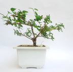 Green Paradise® Premna bonsai suitable Semi Trained Sapling plant