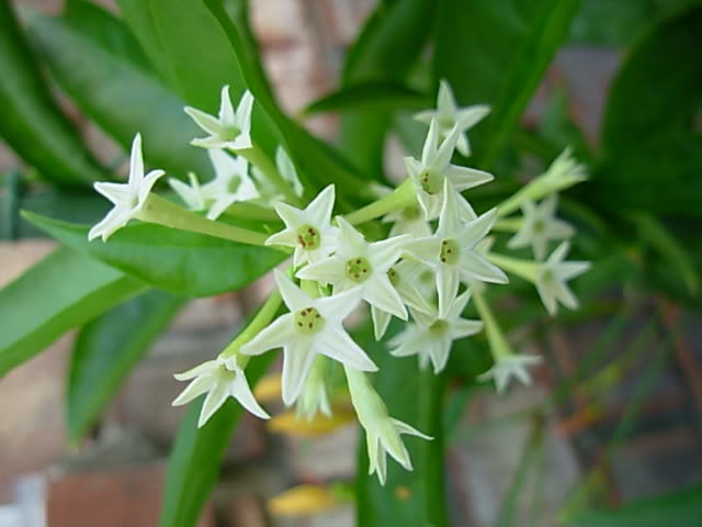 Raat Ki Rani/Night Blooming Jasmine Beautiful Flower Plant With Pot