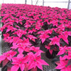 poinsettia plant with pot pink color