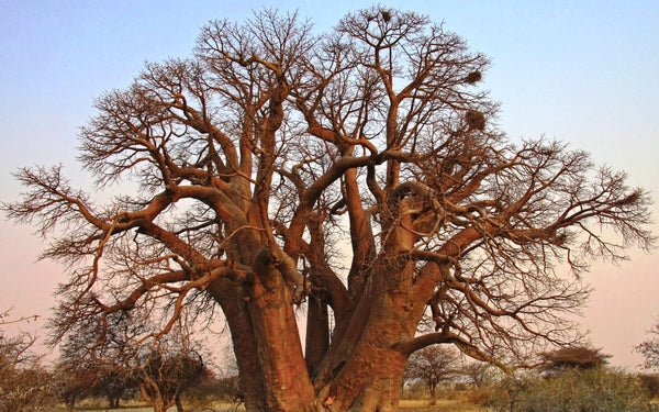 African Rare Baobab Seeds (Pack Of 15 Seeds) Bonsai Suitable High Quality seeds