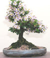 malpighia coccigera sapling plant for bonsai