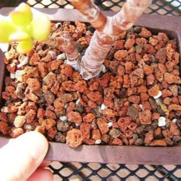 Green Paradise Porous Rocks For Soilmix In Bonsai,Succulents And Adenium Plants 3kg Package