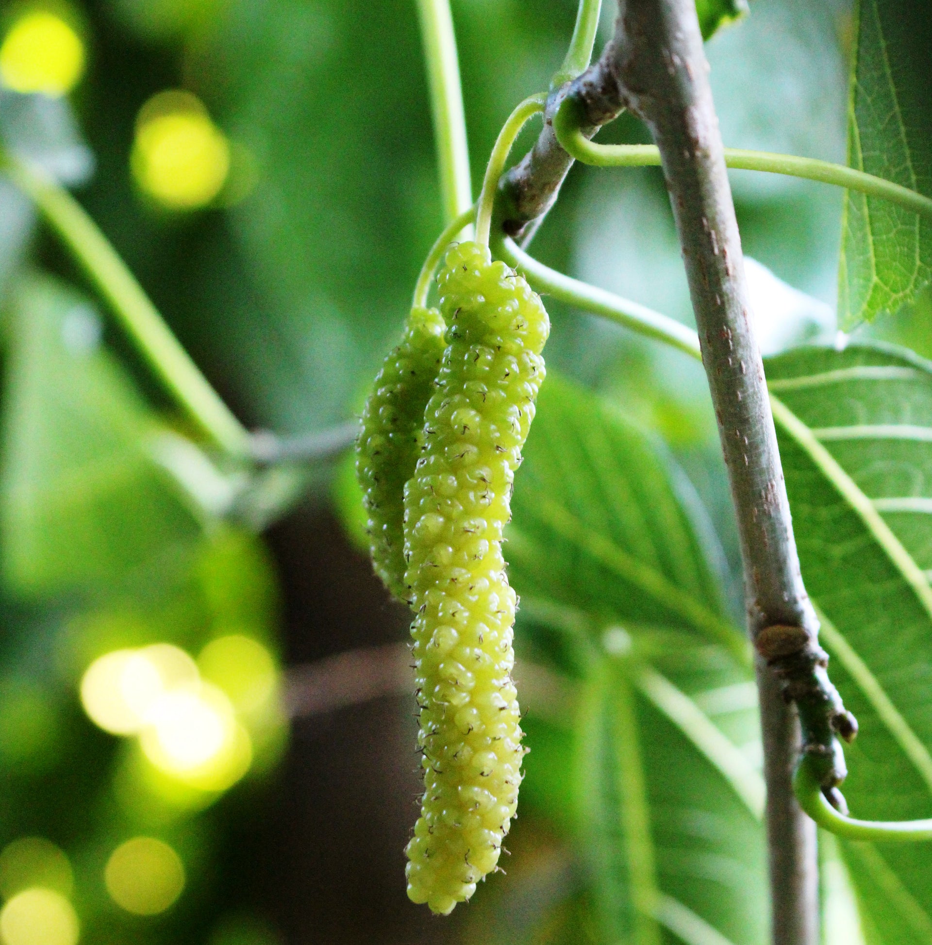 White Mulberry Live Plant Suitable For Bonsai