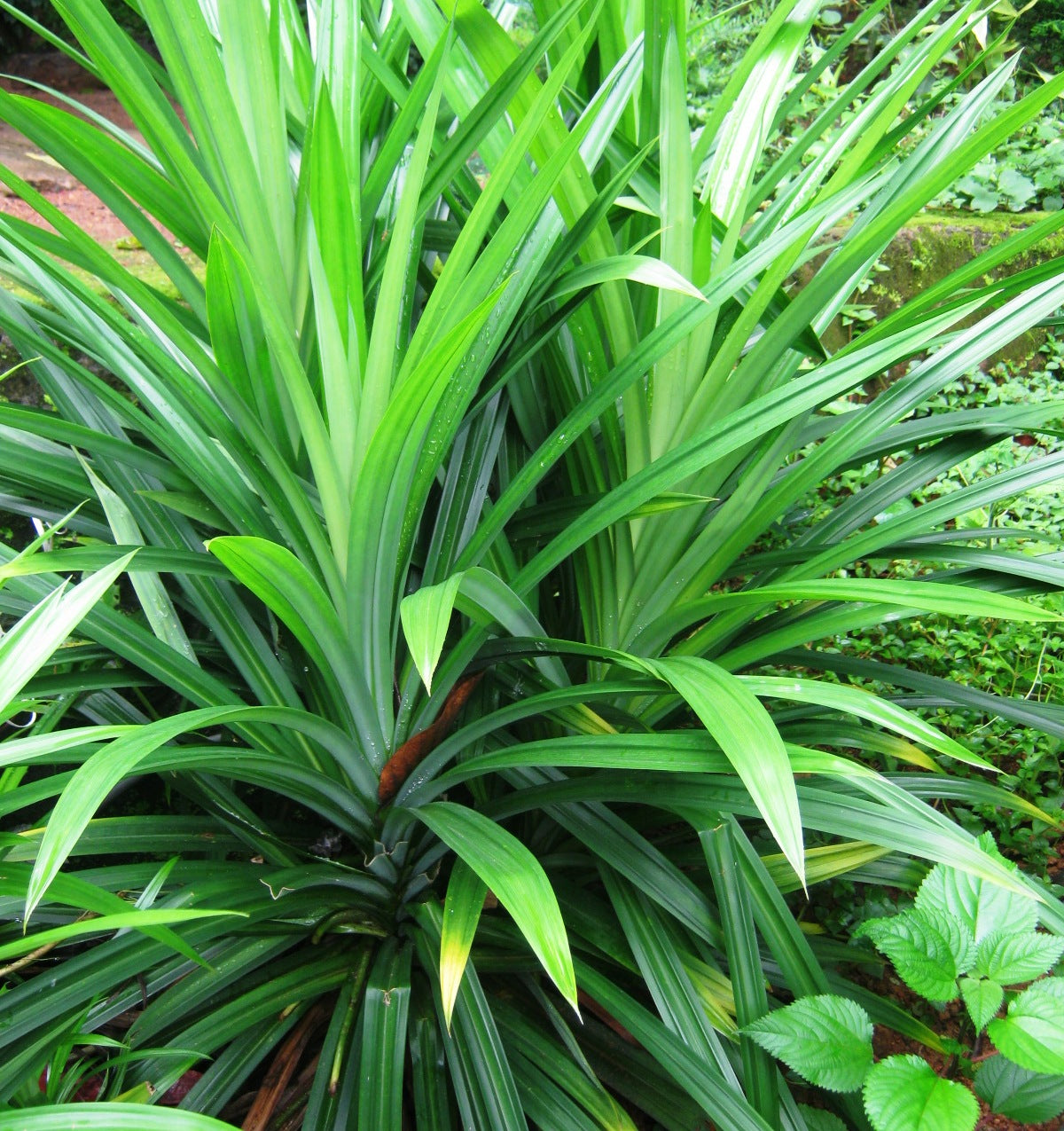 Pandanus Amaryllifolius Plant Pandan Plant Rambha Plant Biryani Leaves ...