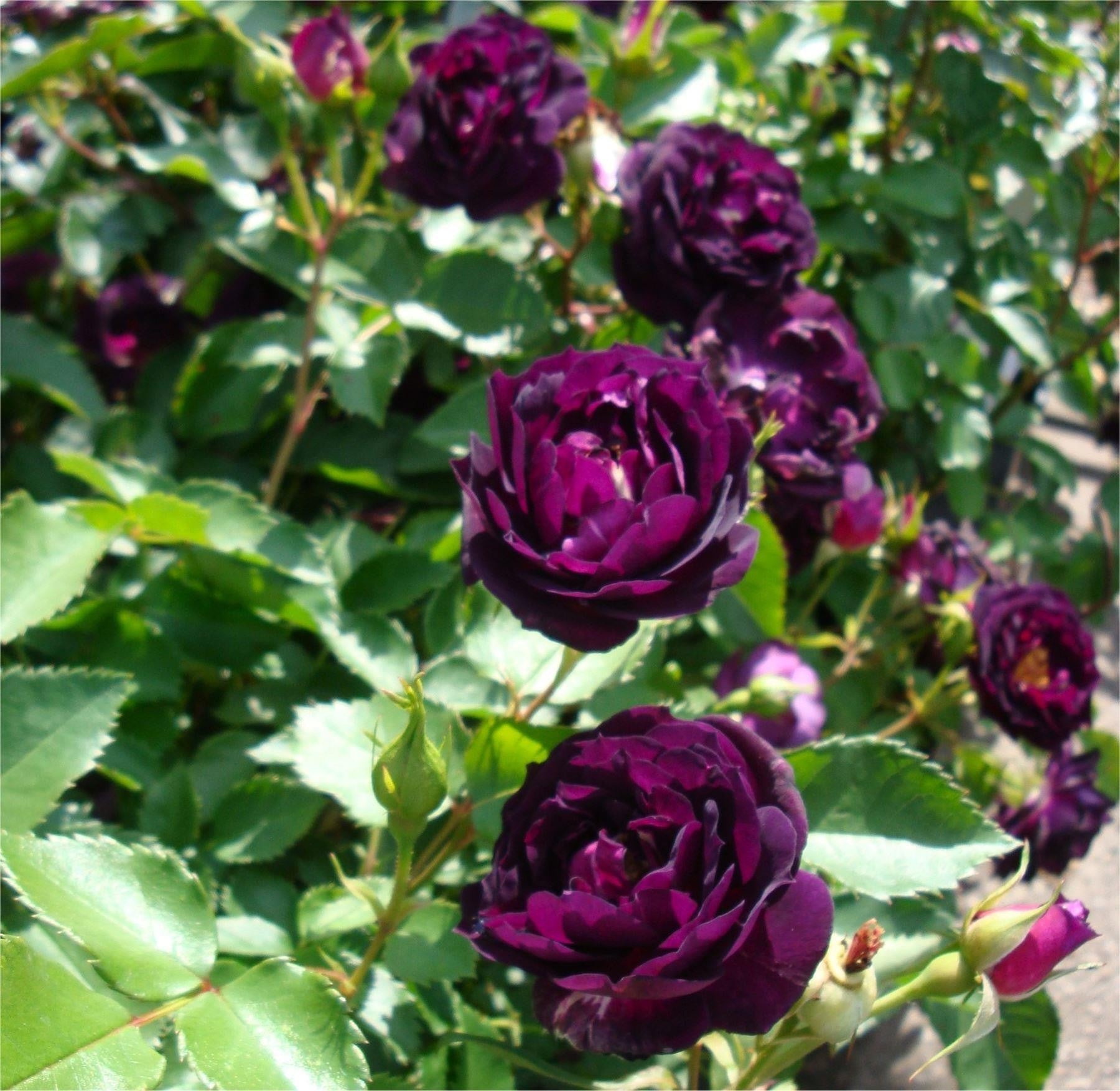 Purple Bunch  Rose Live Plant