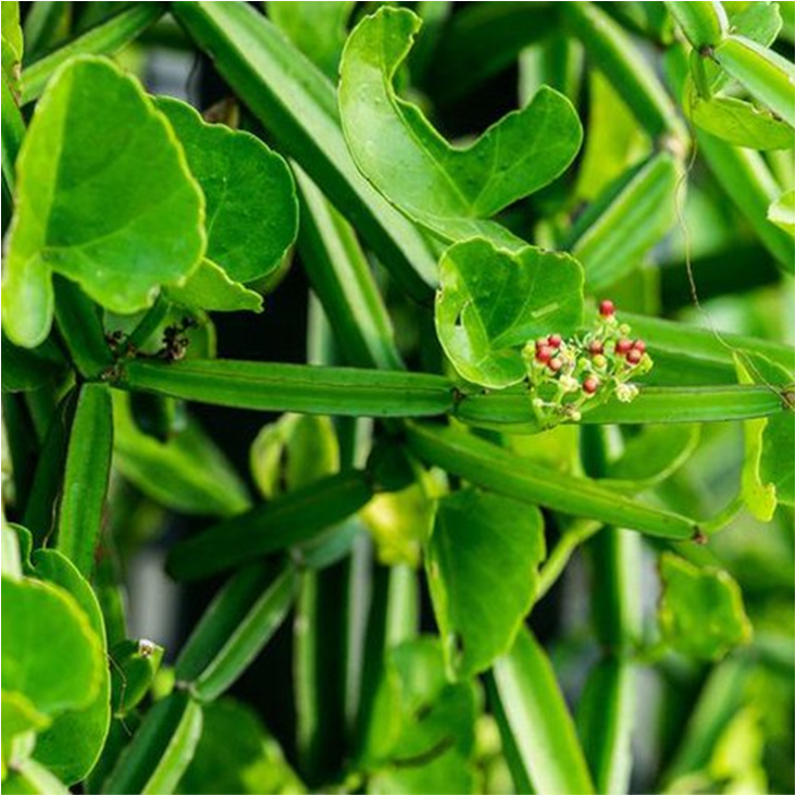 Hadjod Plant