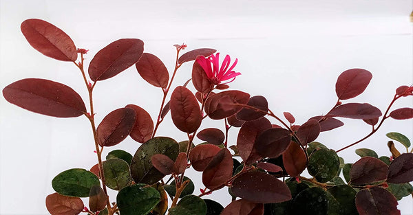 Live Pre Bonsai Loropetalum with Pot