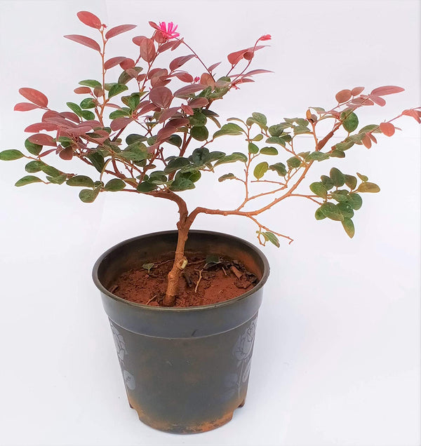Live Pre Bonsai Loropetalum with Pot