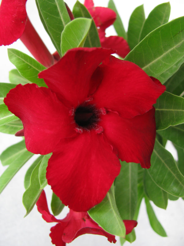 Red Adenium Obesum Live Plant with Pot