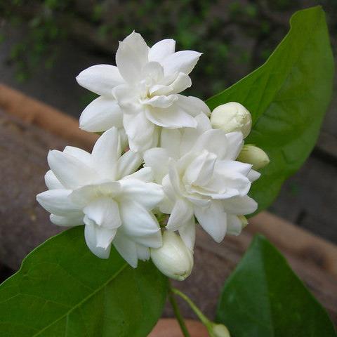 Green Paradise Live-Jasmine Mogra live Plant