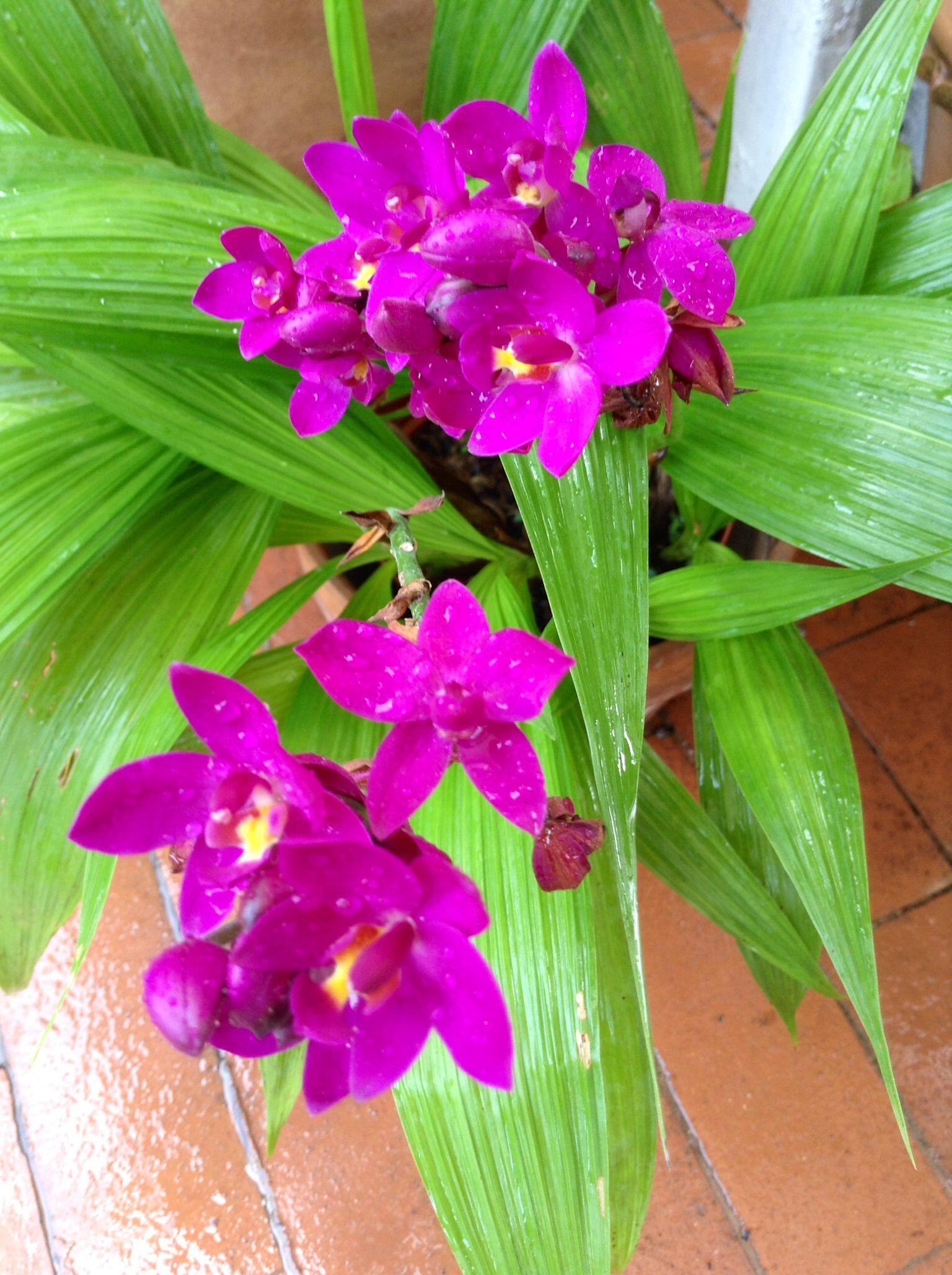 Purple Ground Orchid Bletilla  purple Flowering Plant