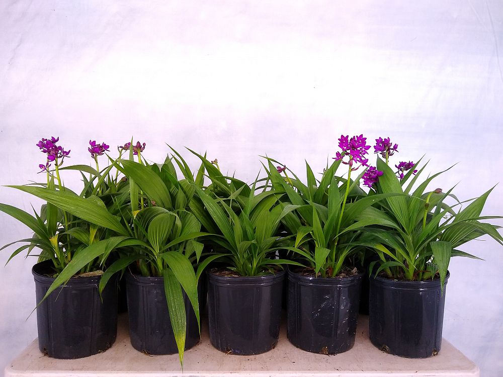 Purple Ground Orchid Bletilla  purple Flowering Plant