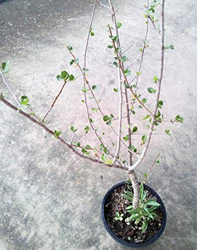 Gugal Tree commiphora wightii Gugal Bonsai Suitable Live Sapling Plant