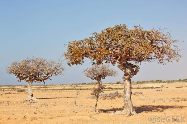Gugal Tree commiphora wightii Gugal Bonsai Suitable Live Sapling Plant