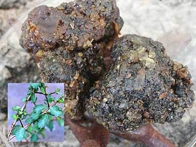 Gugal Tree commiphora wightii Gugal Bonsai Suitable Live Sapling Plant