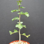 The Guggul plant