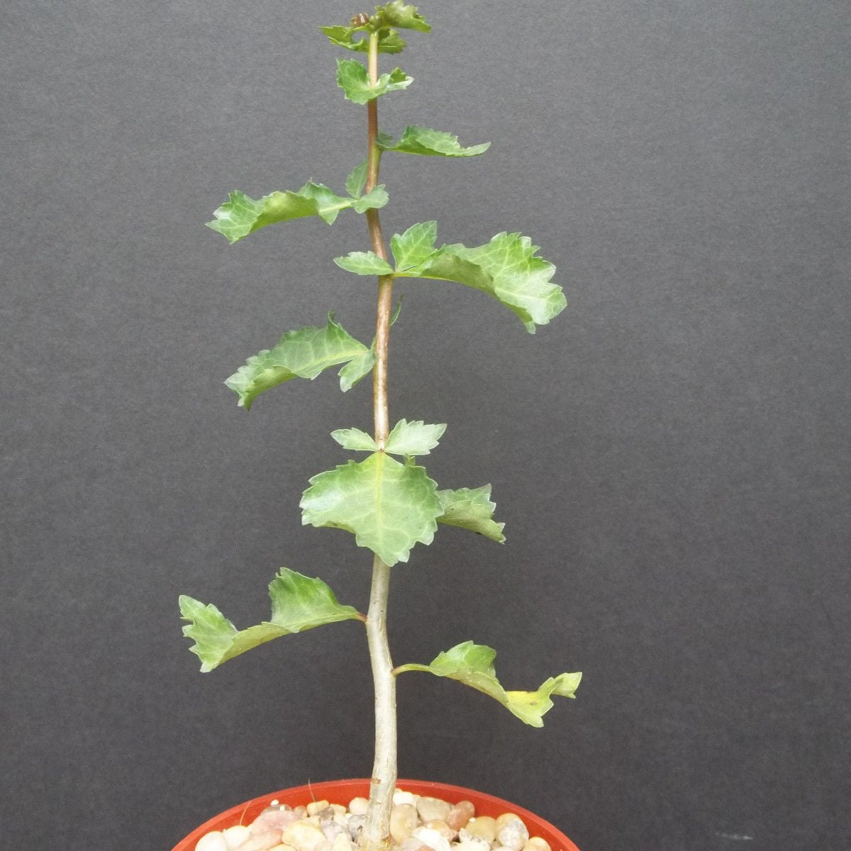 The Guggul plant
