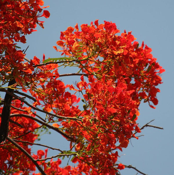 Green Paradise Gulmohar Live Plant