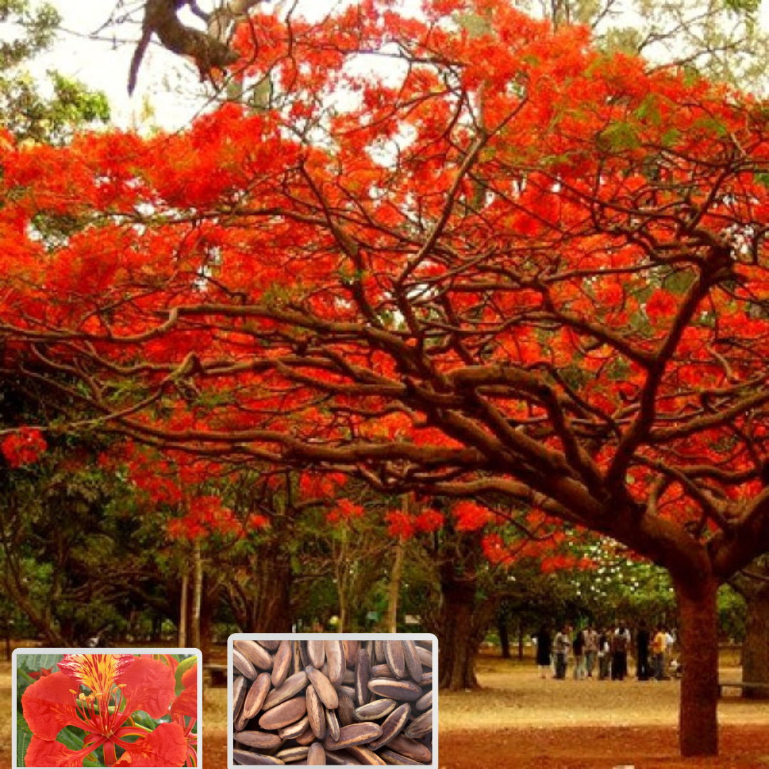 GREEN PARADISE® Red Gulmohar tree F1 Quality seeds Pack Delonix regia Red flame tree Ornamental flowering tree seeds with free germination media (pack of 20 seeds)