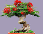 GREEN PARADISE® Red Gulmohar tree F1 Quality seeds Pack Delonix regia Red flame tree Ornamental flowering tree seeds with free germination media (pack of 20 seeds)
