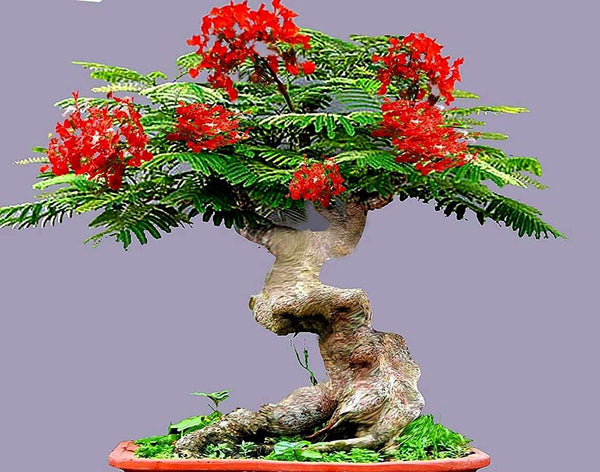 GREEN PARADISE® Red Gulmohar tree F1 Quality seeds Pack Delonix regia Red flame tree Ornamental flowering tree seeds with free germination media (pack of 20 seeds)