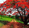 GREEN PARADISE® Red Gulmohar tree F1 Quality seeds Pack Delonix regia Red flame tree Ornamental flowering tree seeds with free germination media (pack of 20 seeds)