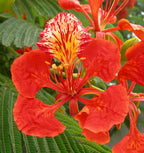 GREEN PARADISE® Red Gulmohar tree F1 Quality seeds Pack Delonix regia Red flame tree Ornamental flowering tree seeds with free germination media (pack of 20 seeds)