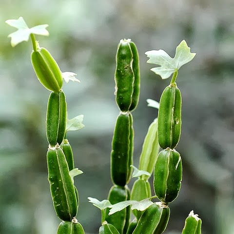 Hadjod Plant