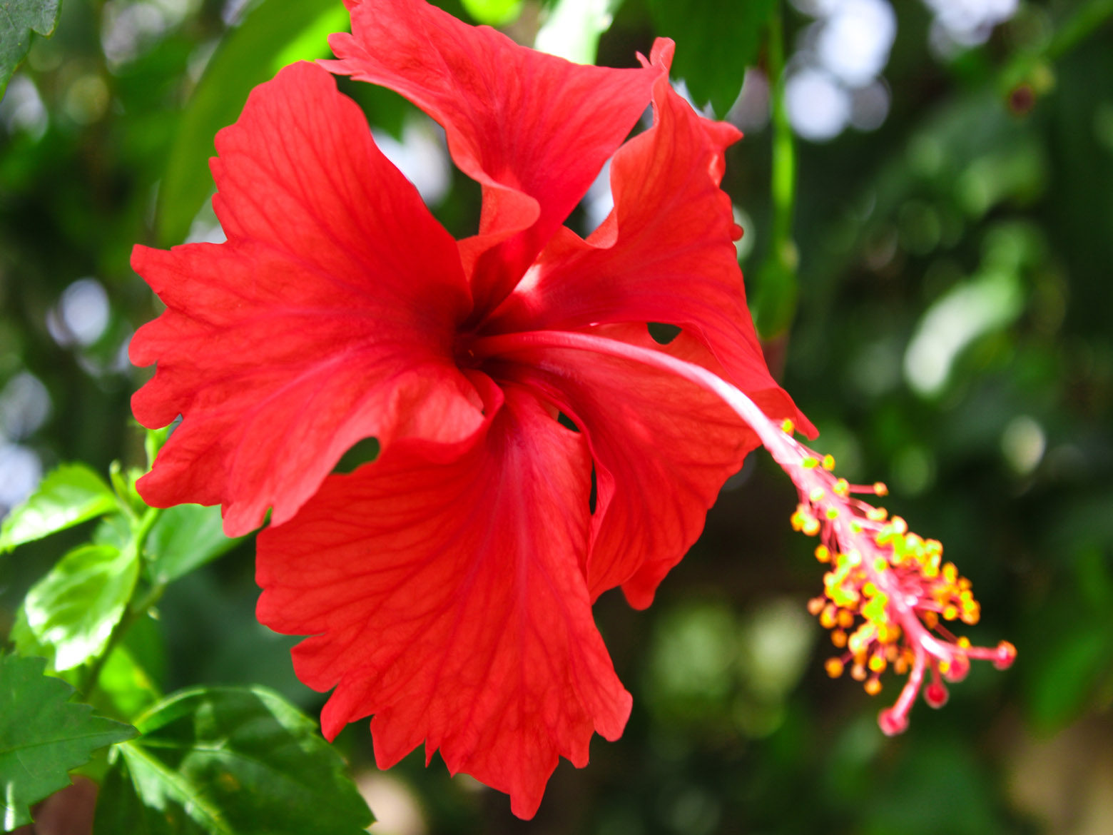 Green Paradise Red Hibiscus Desi Traditional tropical hibiscus Red Jasmin