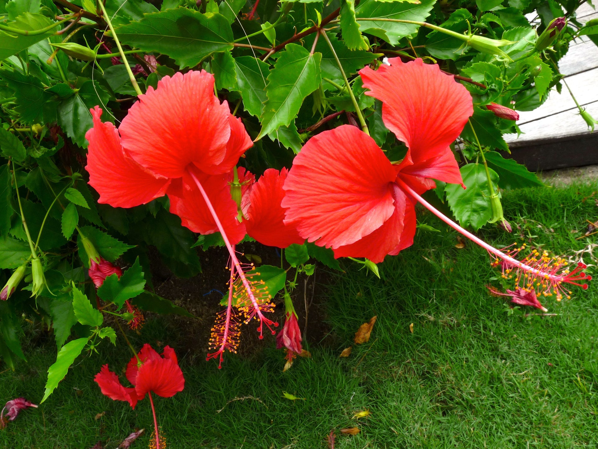 Green Paradise Red Hibiscus Desi Traditional tropical hibiscus Red Jasmin