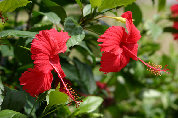 Green Paradise Red Hibiscus Desi Traditional tropical hibiscus Red Jasmin