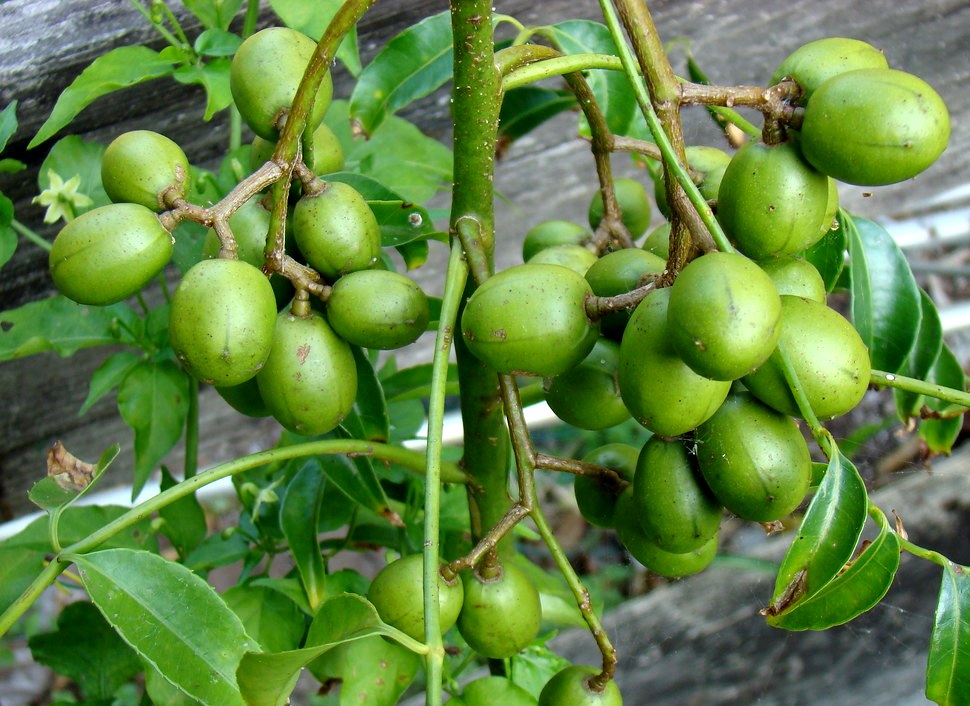 Green Paradise® Hog Plum Amra Spondias Mombin Fruit Ambada  Live Grafted Plant With Polybag