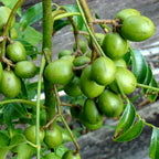 Green Paradise® Hog Plum Amra Spondias Mombin Fruit Ambada  Live Grafted Plant With Polybag