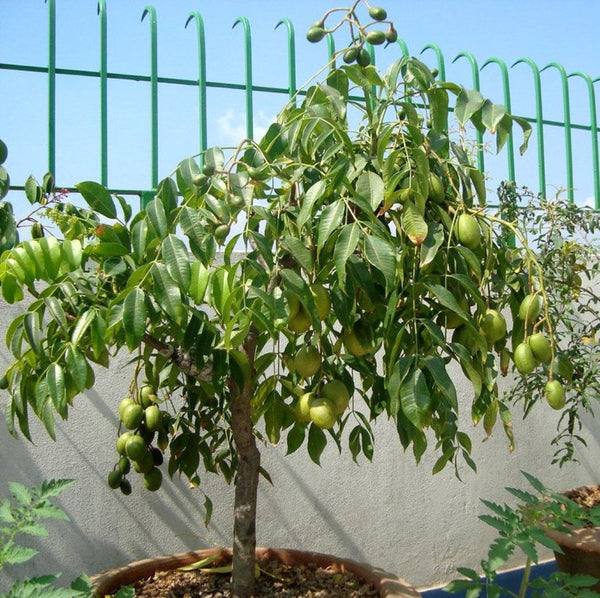 Green Paradise® Hog Plum Amra Spondias Mombin Fruit Ambada  Live Grafted Plant With Polybag