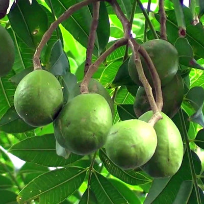 Green Paradise® Hog Plum Amra Spondias Mombin Fruit Ambada  Live Grafted Plant With Polybag