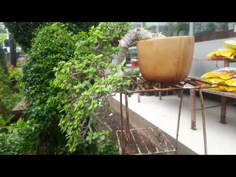 Jade Bonsai Tree Cascade Style 9 Years old Mature Bonsai Tree (Same Tree Will Be Delivered)