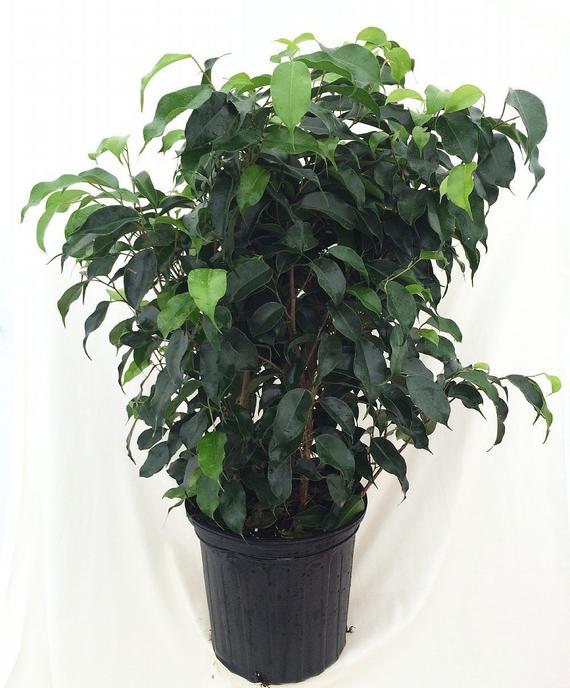 Benjamina  Black Ficus Sapling Plant