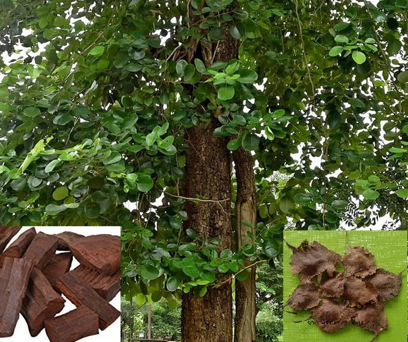 Green Paradise® Red Sandalwood Plant