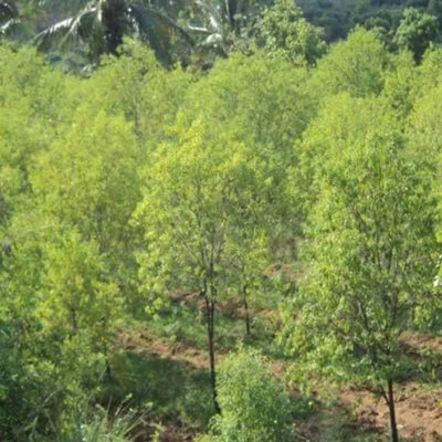 Green Paradise® White Sandalwood Plant