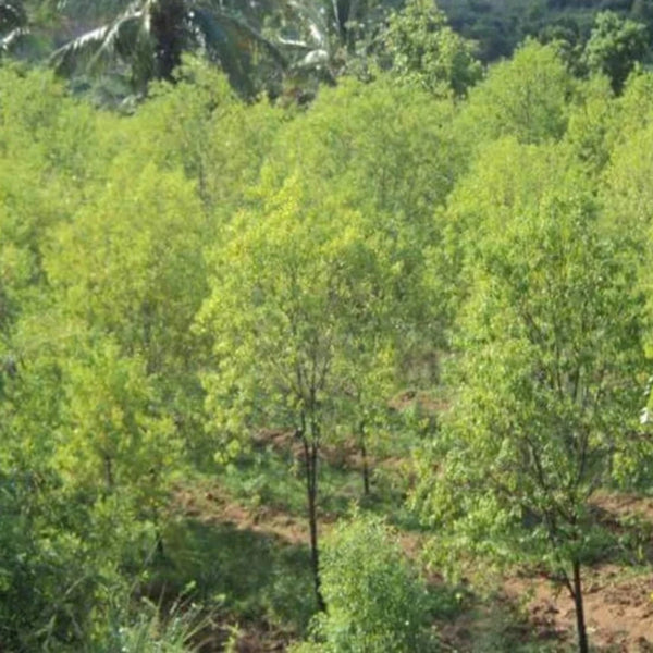 Green Paradise® White Sandalwood Plant