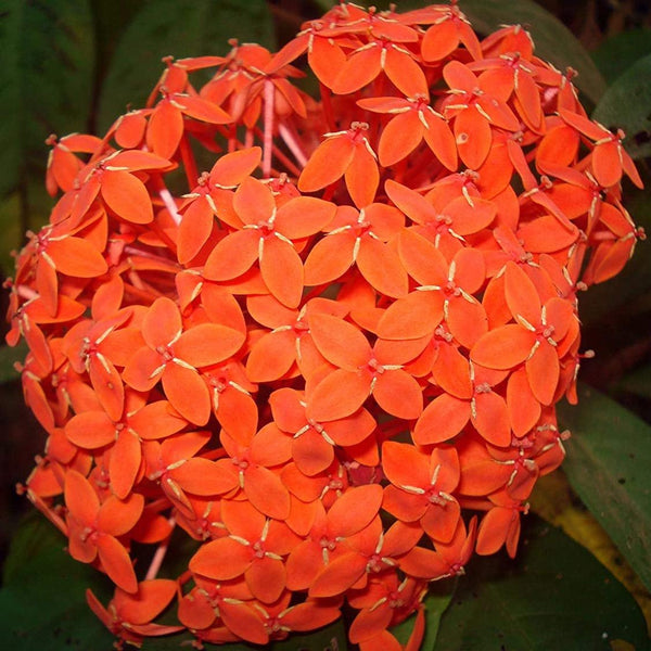 ixora Orange Live Plant