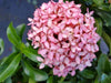 ixora pink live plant