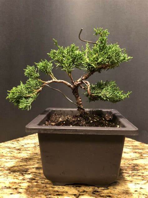 Chinensis Juniper Live Plant Sapling for Bonsai Trainning