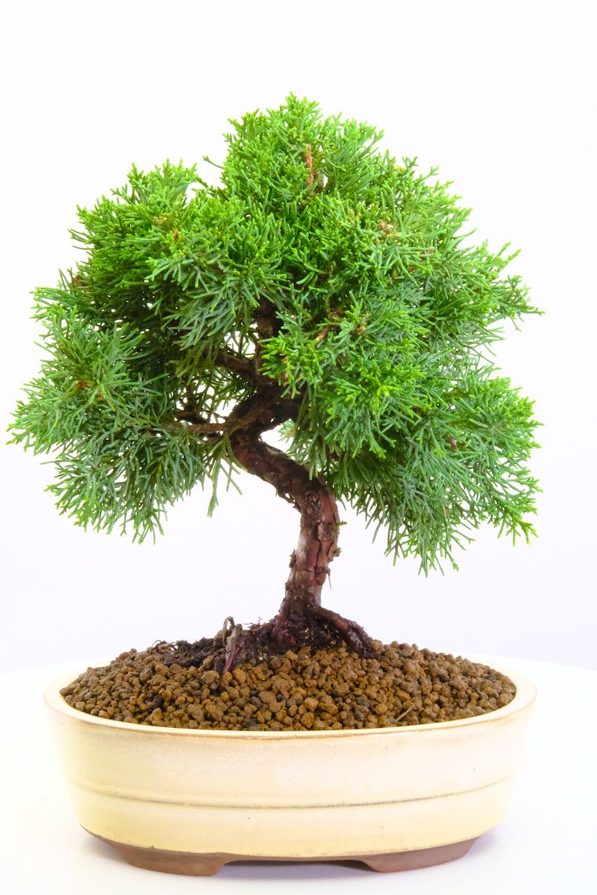 Chinese Juniper Bonsai Tree with plastic bonsai pot
