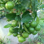 Green Paradise® kagazi lemon original F1 seeds