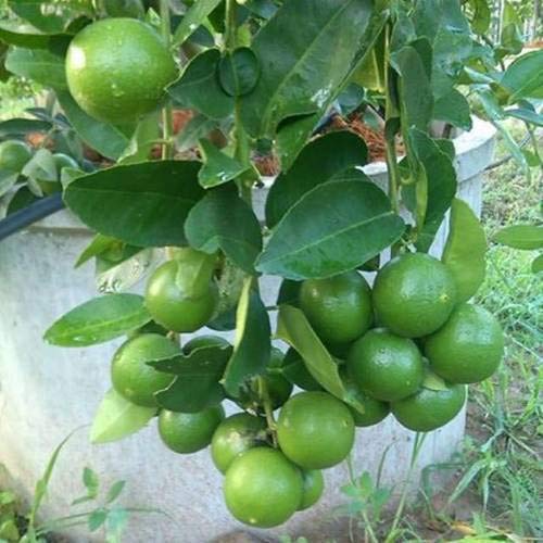 Green Paradise® kagazi lemon original F1 seeds