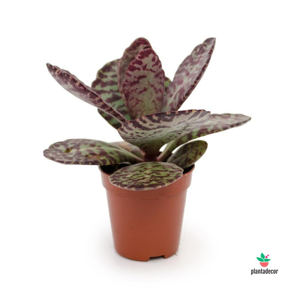 kalanchoe-humilis-desert-surprise Live Plant