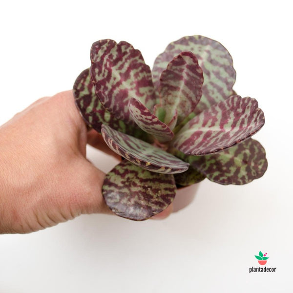 kalanchoe-humilis-desert-surprise Live Plant