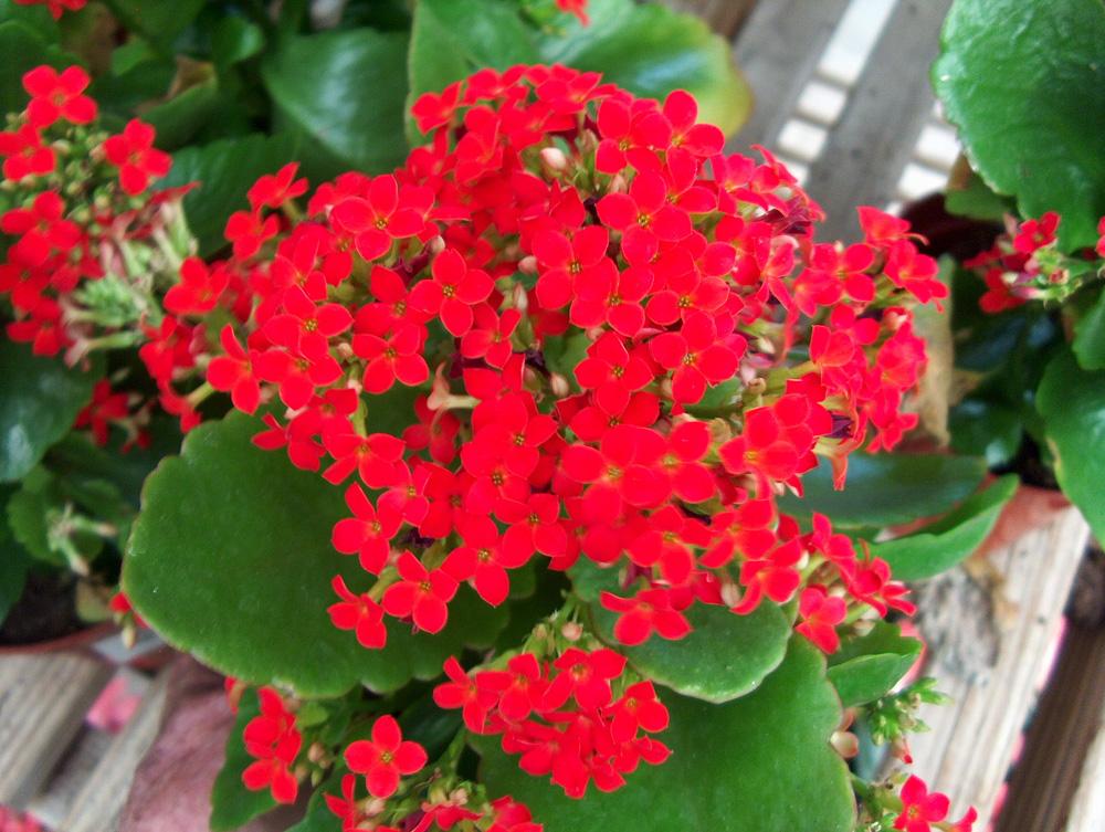 Kalanchoe Plant with Pot, 15 to 30 cm, Red