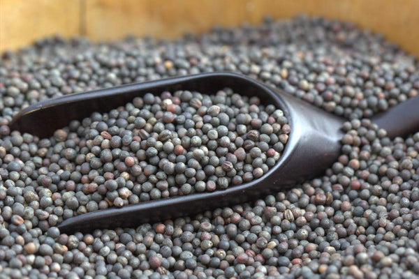 Green Paradise® Kale Seeds